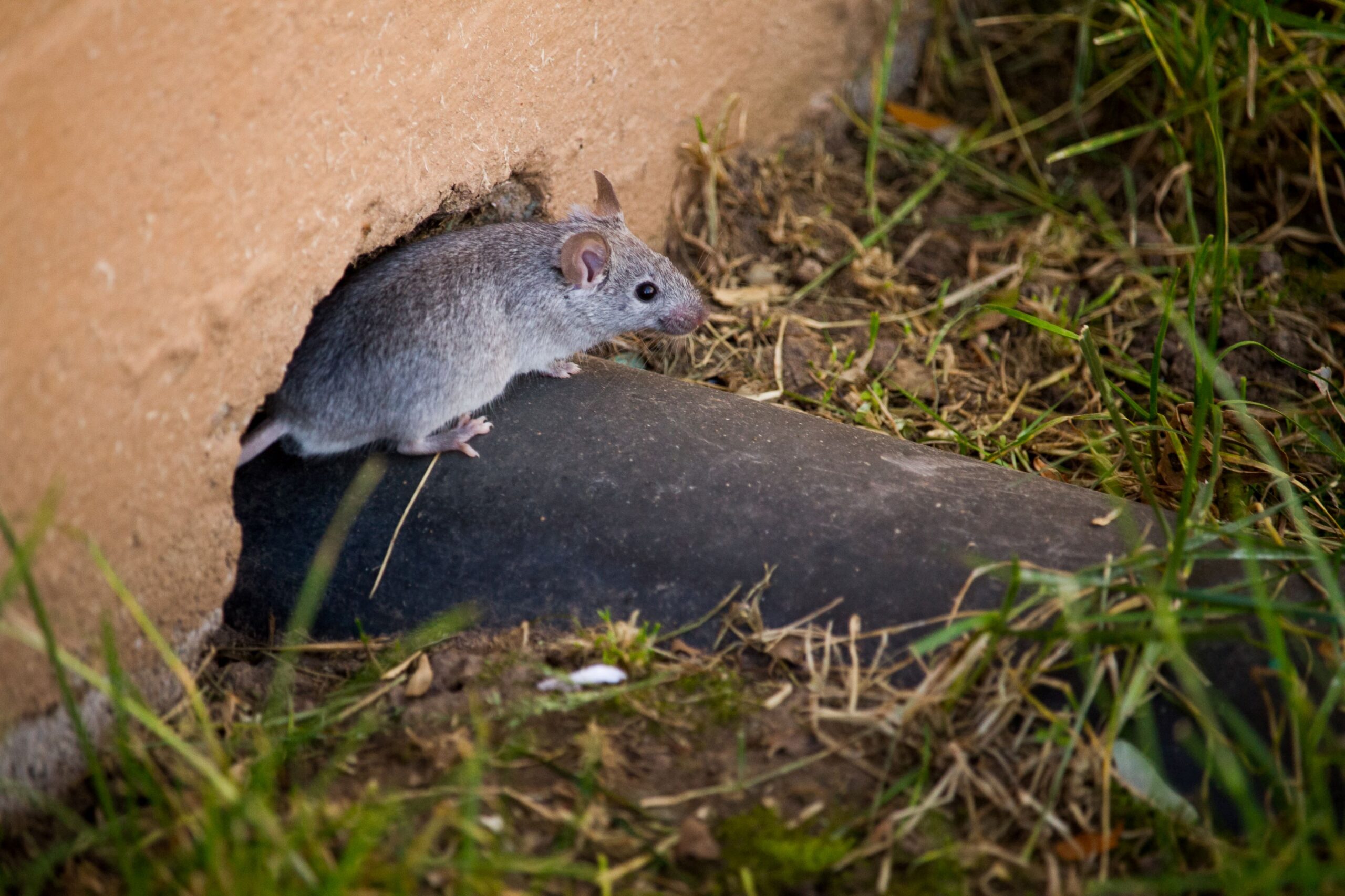 Rats nest gray zone. Tree rat.